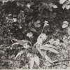 Allium ursinum med Ranunculus repens. Nær Kleivbogen. Holm, Jarlsberg 6_7_23